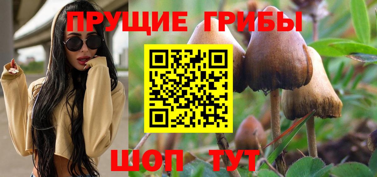 магазин    Вход с VPN  Кингисепп  Галлюциногенные грибы Cubensis 